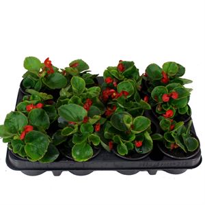 Afbeelding van Begonia P9 Grbl Rood